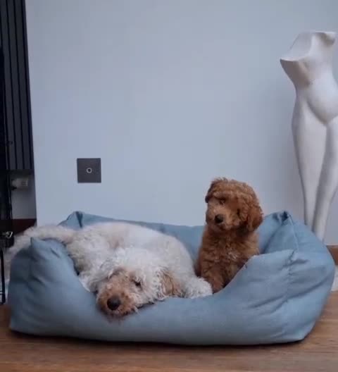 Mixed Breed dogs for sale: READY NOW! ADORABLE MINIATURE POODLE PUPPIE GIRL! - Video 1