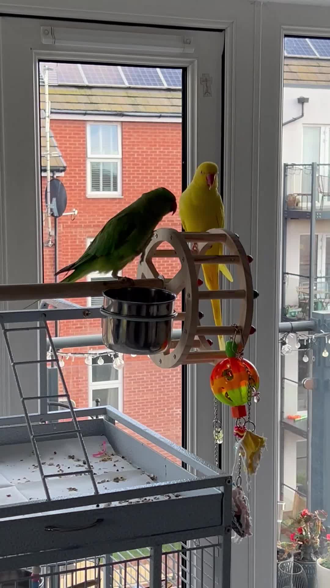 Ringnecks birds for sale: Male and Femele couple + Very good cage - Video 3