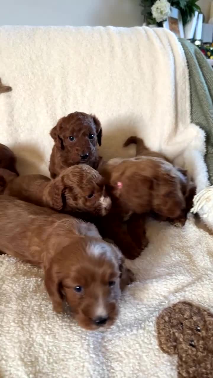 Cockapoo dogs for sale: Stunning Red F1b Cockapoos - Video 1