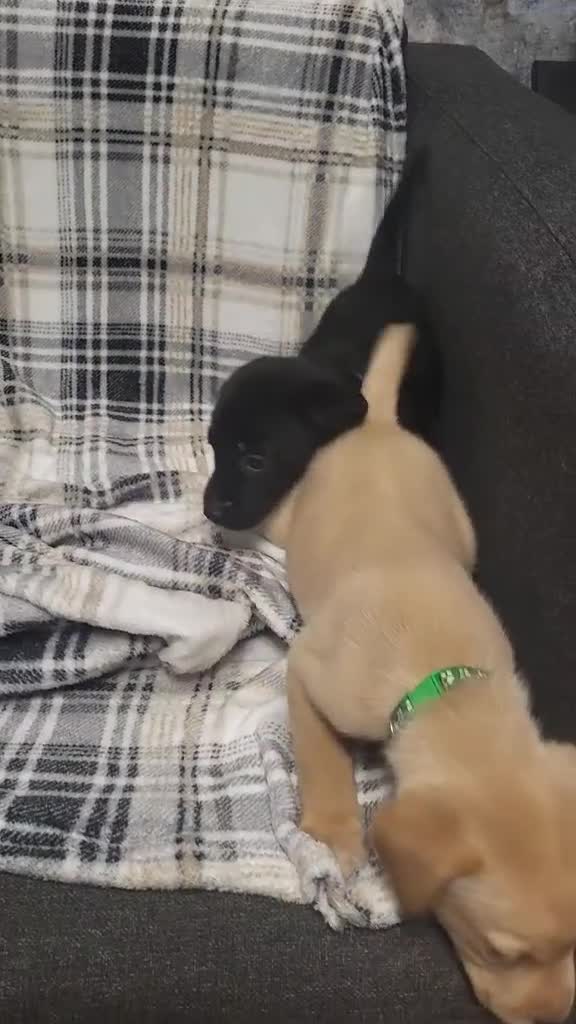 Labrador Retriever dogs for sale: KC registered labrador puppies - Video 3