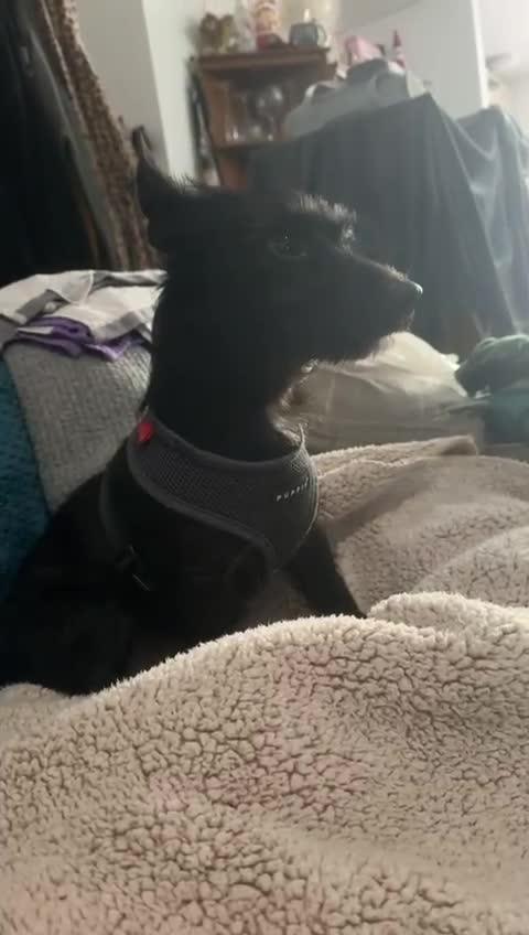 Mixed Breed dogs for adoption: 💙🐶 BUDDY 🐶💙 - Video 1