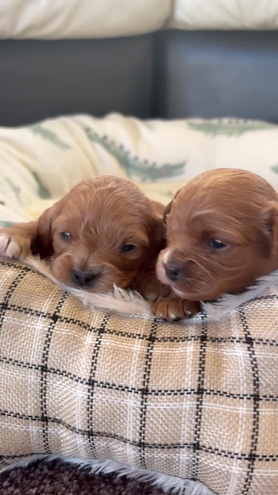 Cavapoo dogs for sale: F1 Toy Cavapoo Puppy’s! - Video 1