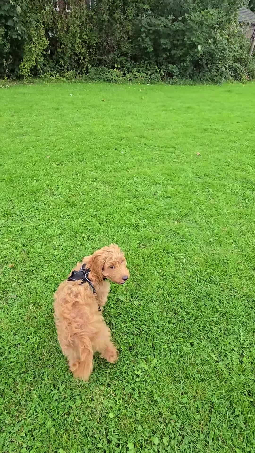 Cockapoo dogs for sale: Loveable Biscuit - Video 3