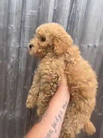 Mini Goldendoodle dogs for sale: Mini goldendoodle f1b - Video 1