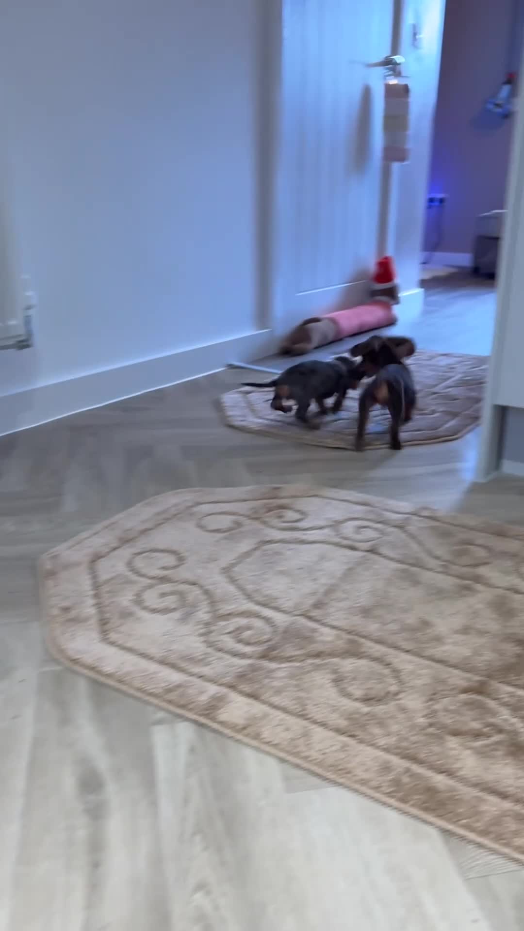 Miniature Dachshund dogs for sale: 2Mini Dachshunds ready for forever homes 🏡 - Video 2