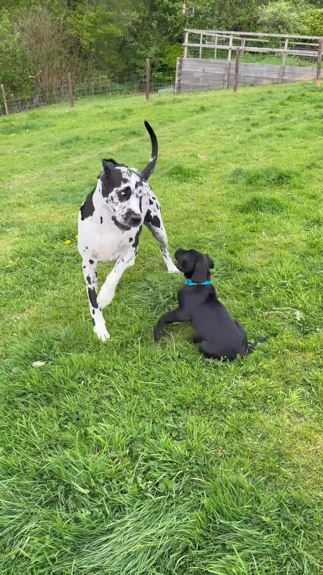 Mixed Breed dogs for sale: One beautiful big boy left in Yelverton - Video 2
