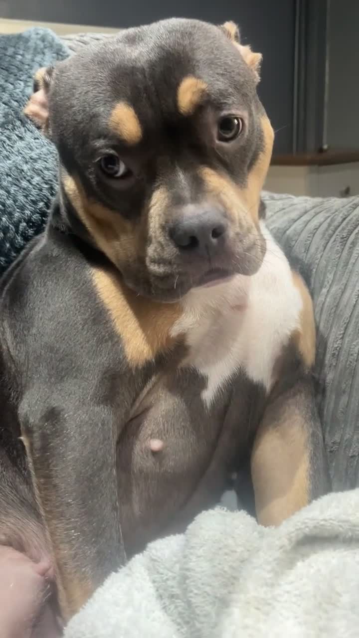 American Bully dogs for sale: Dolcee- American Bully- 1 year old - Video 1