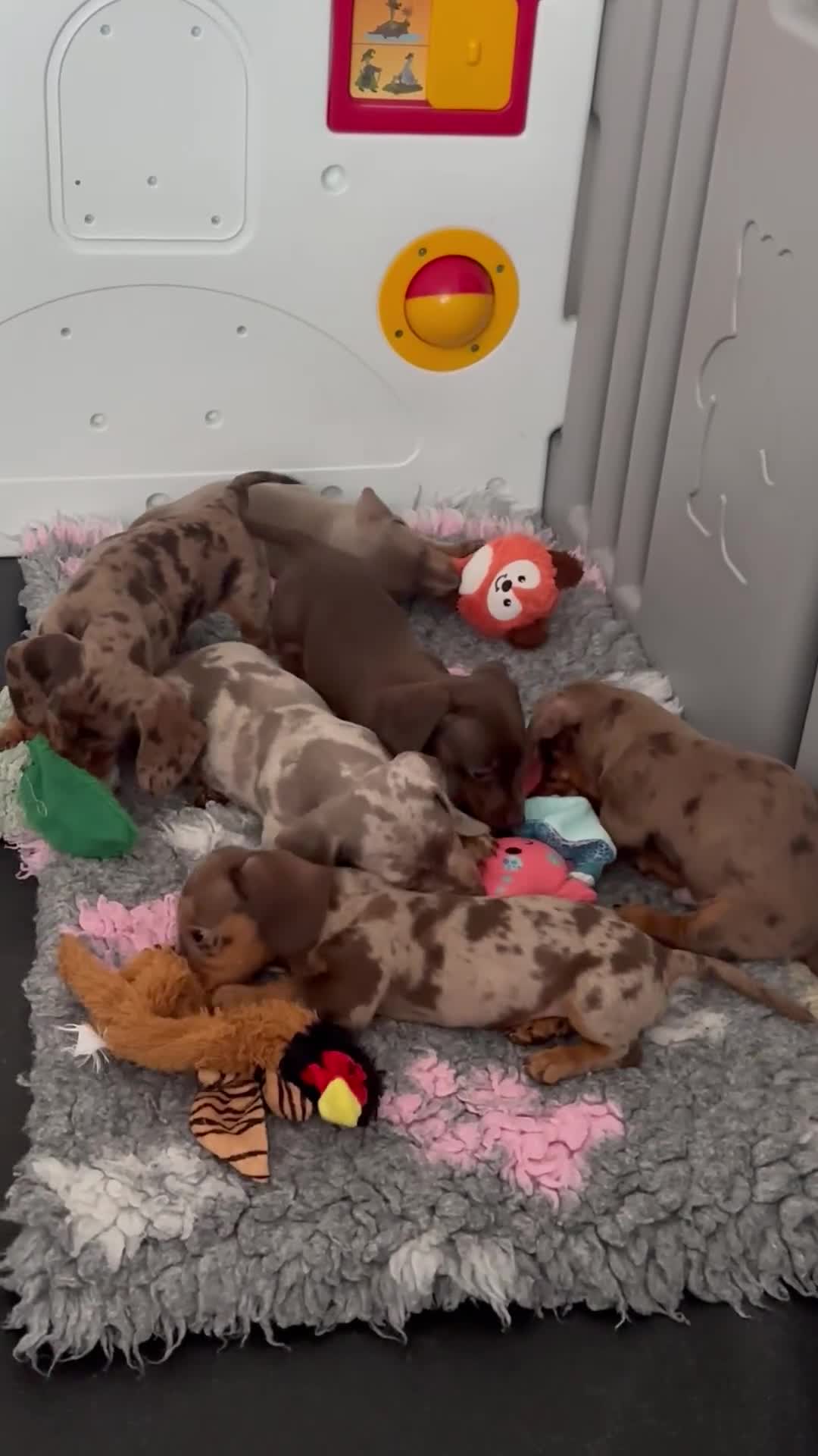 Miniature Dachshund dogs for sale: Miniature Dachshund Puppies - Video 2