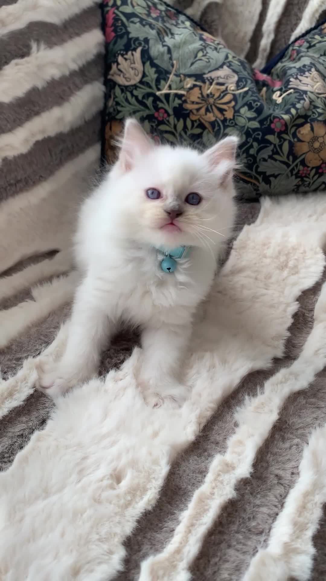 Ragdoll cats for sale: Gccf Anne Baker lines champion Ragdoll kittens  - Video 2