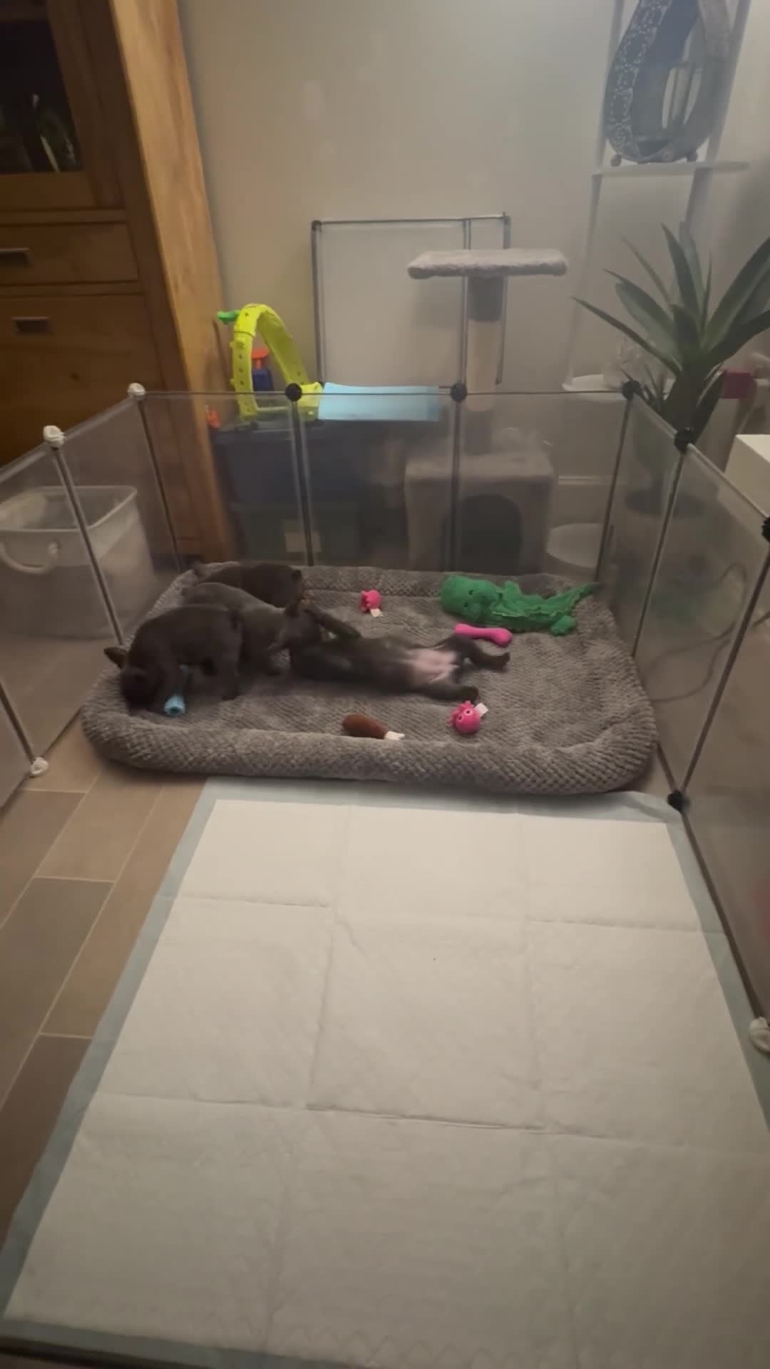 French Bulldog dogs for sale: Beautiful French bulldog puppies 1 girl remaining  - Video 2