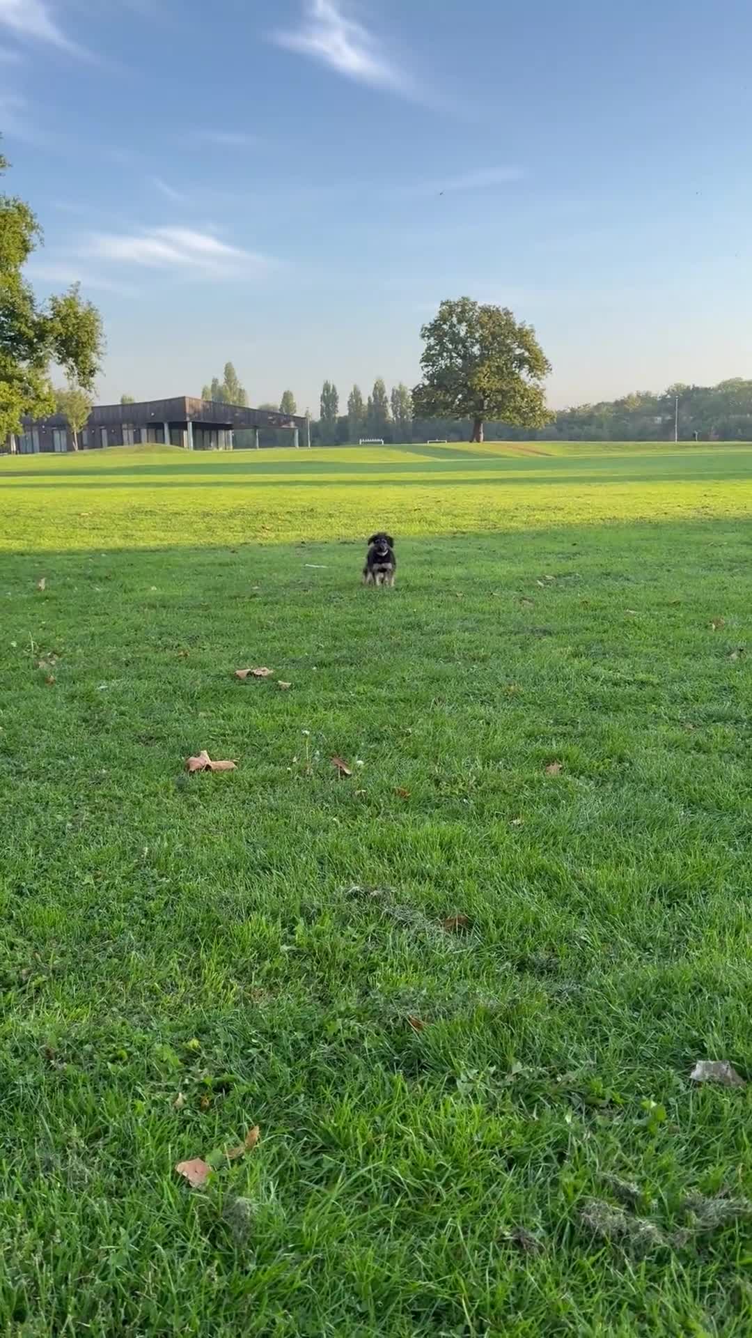 Cockapoo dogs for sale: Daisy  - Video 1