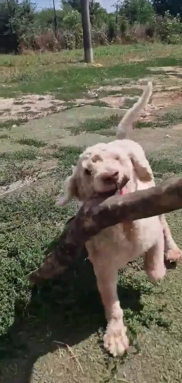 Lagotto Romagnolo dogs for adoption: Tommy - Video 1