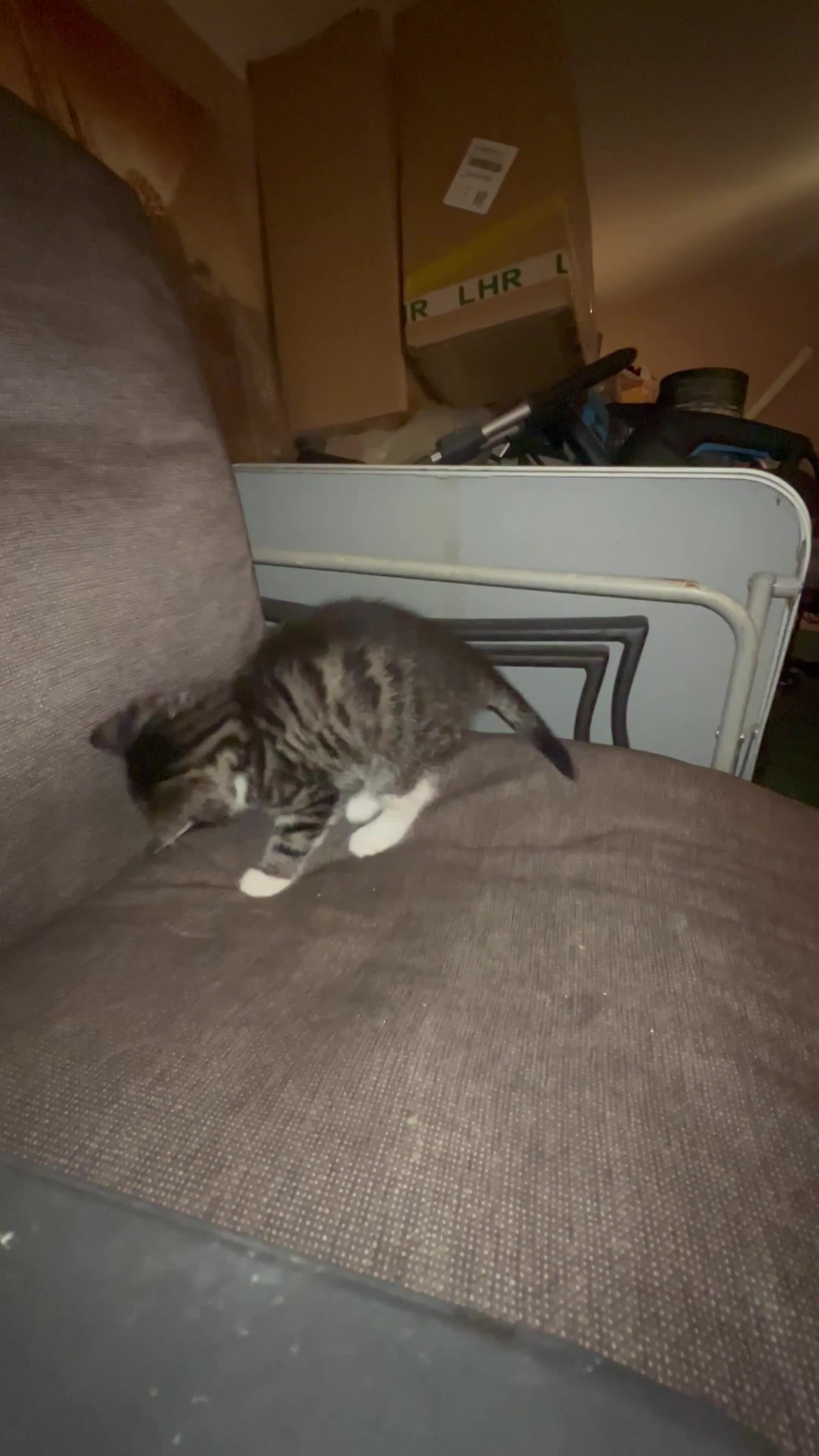 Mixed Breed cats for sale: 5 Little Furballs Looking For Loving Homes😻😻 - Video 4