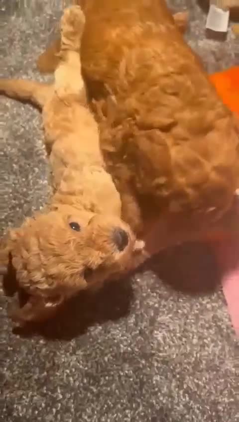 Toy Poodle dogs for sale: Toy poodle  puppies  - Video 1