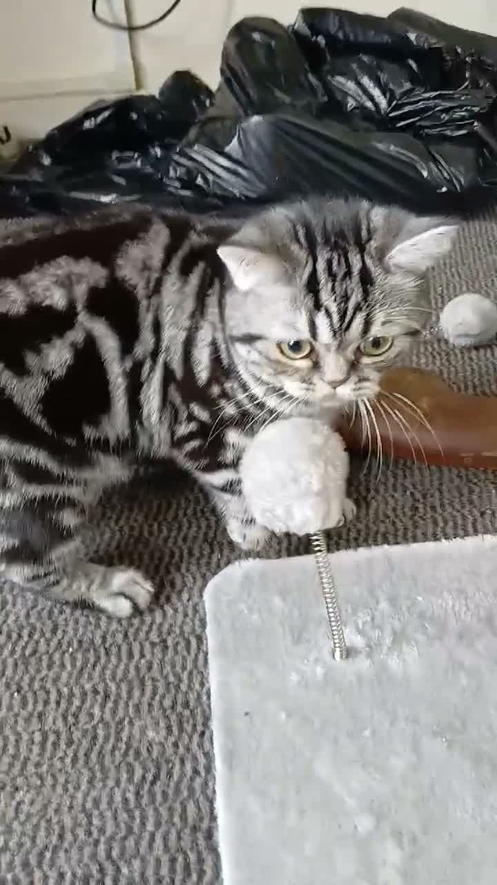 British Shorthair cats for sale: Bsh. Silver Tabby. Active/Nonactive. 🍄🍒 - Video 3