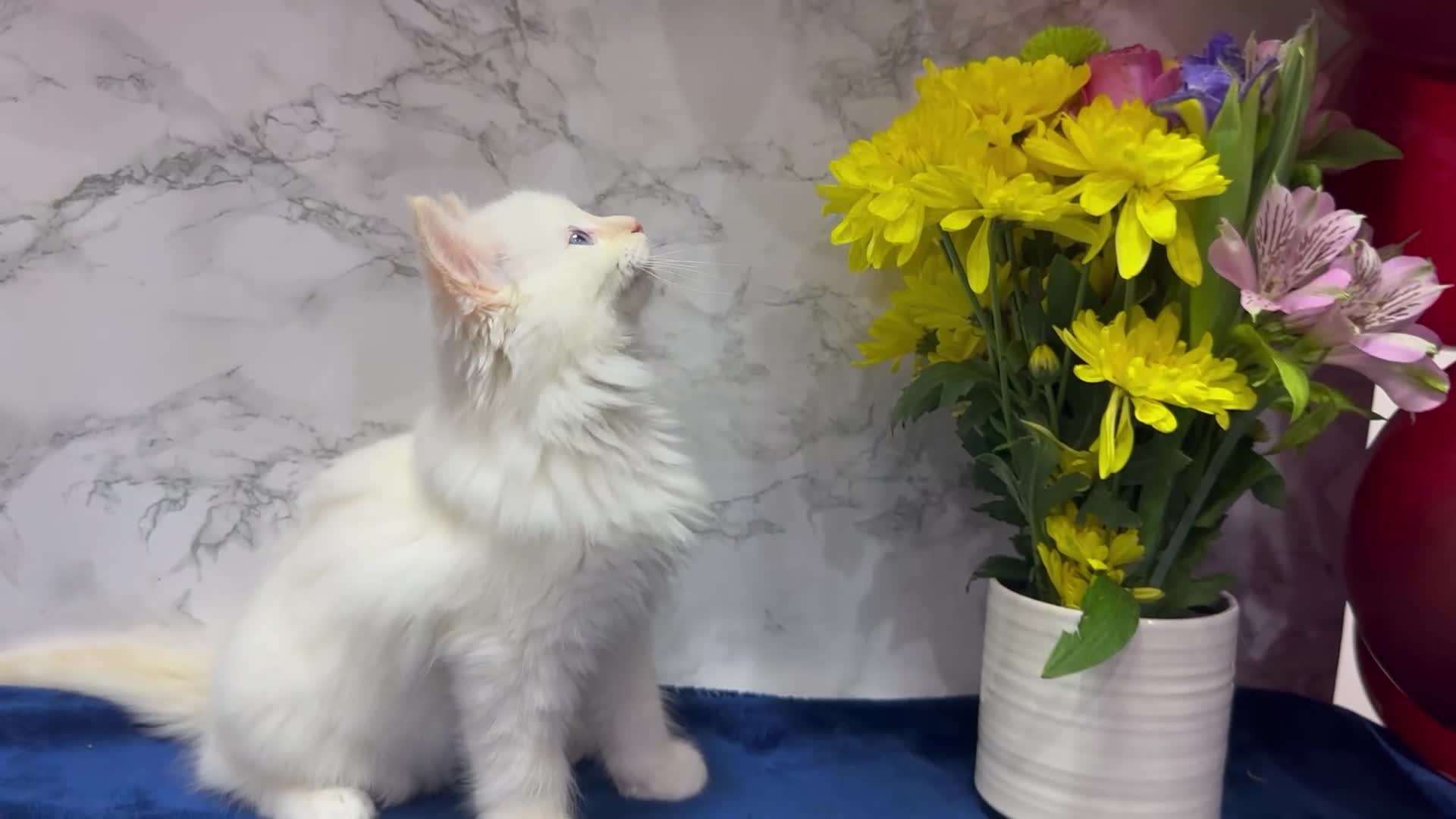 Ragdoll cats for sale: TICA Registered Magnificent Ragdoll kittens  - Video 3
