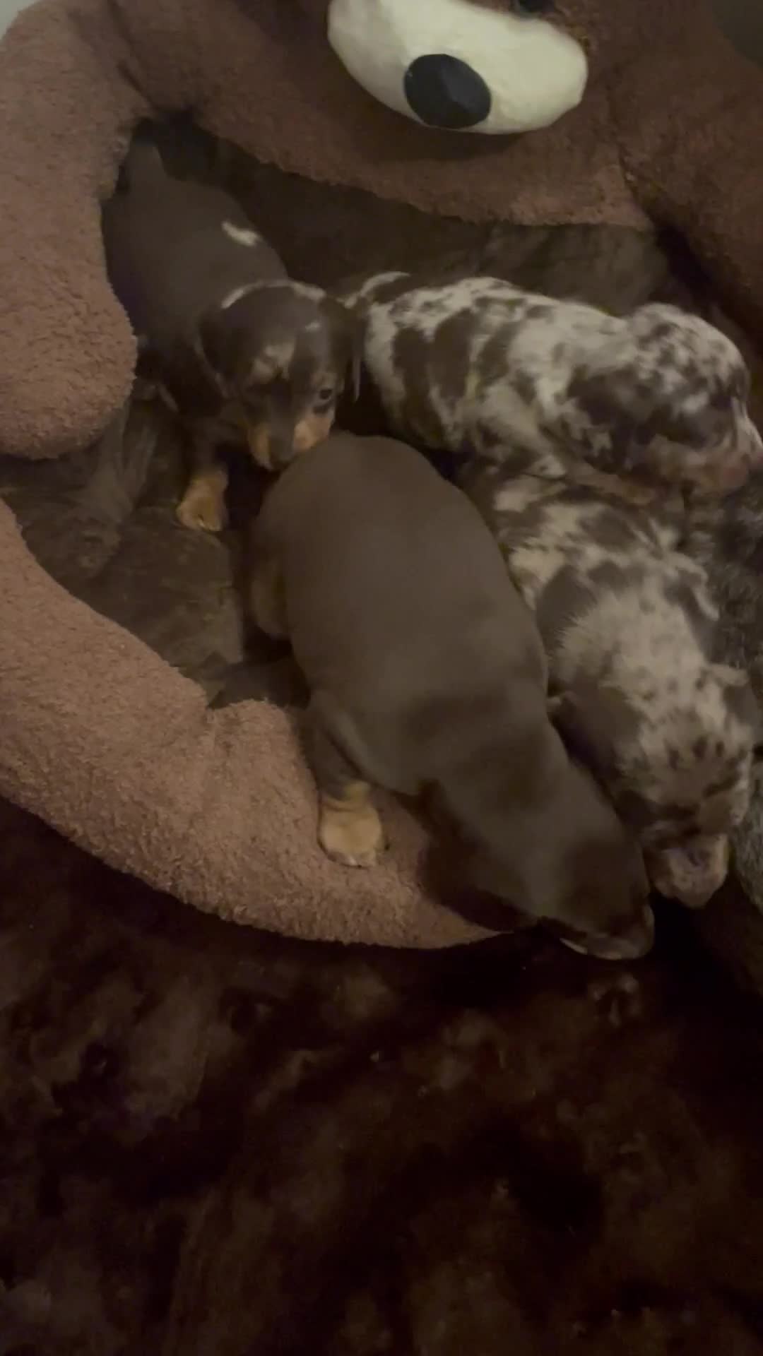 Miniature Dachshund dogs for sale: Miniature dapple piebald puppies - Video 1