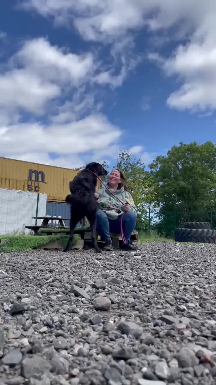 Mixed Breed dogs for adoption: 🐾💙 DONNIE WAITING FOR HIS CHANCE 💙🐾 - Video 3