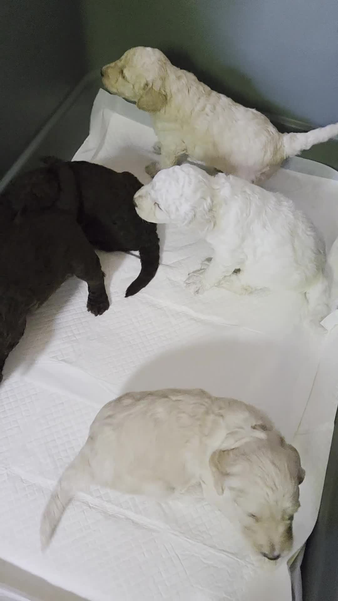 Cockapoo dogs for sale: Cockapoo puppies ready in one week - Video 2