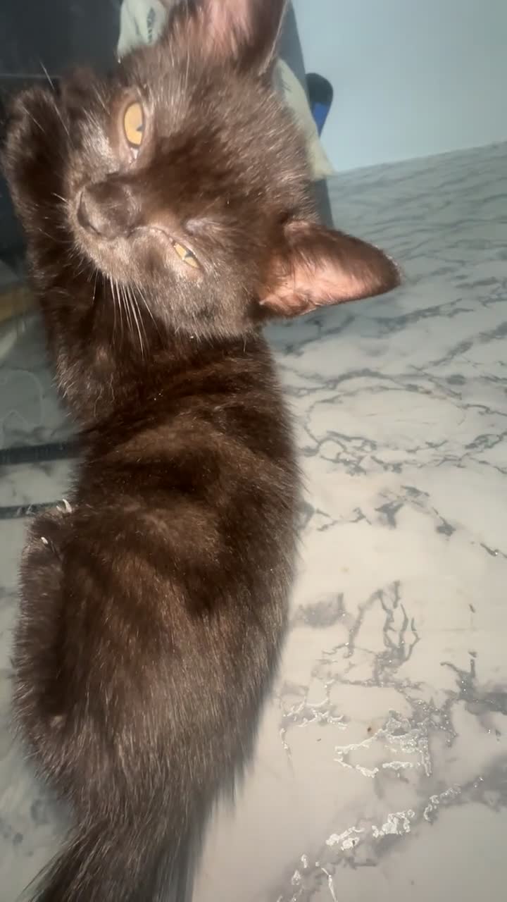 Mixed Breed cats for sale: 2 females left  - Video 3