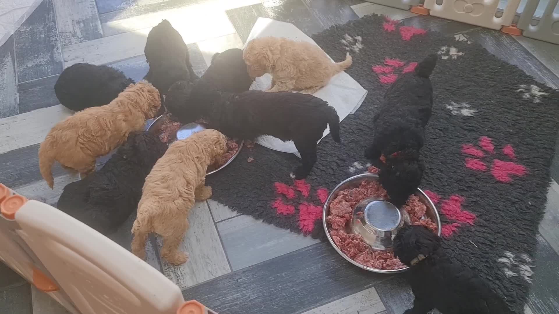 Standard Poodle dogs for sale: Stunning Standard poodles  in Loughborough - Video 2