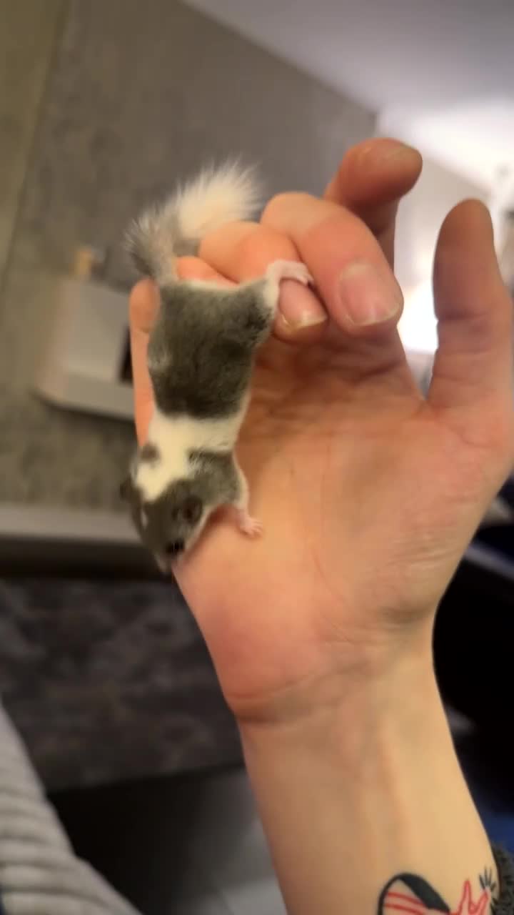 Mouse rodents for sale: African Pygmy dormice (read description)  - Video 2