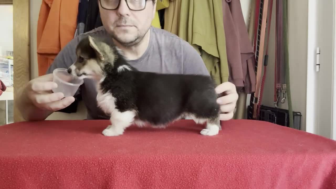 Welsh Corgi Pembroke dogs for sale: Champion sired girl looking for forever family - Video 1