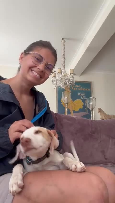 Mixed Breed dogs for adoption: Super Sweet Snowy - Video 1
