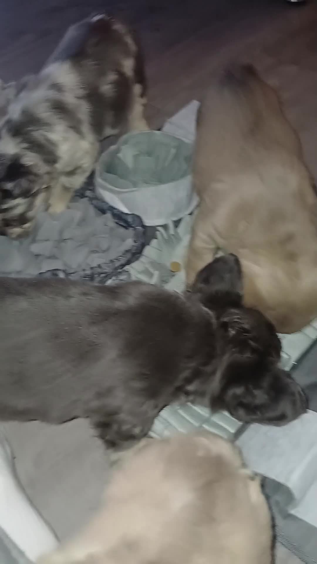 French Bulldog dogs for sale: Adorable fluffy frenchies ready for loving homes - Video 3