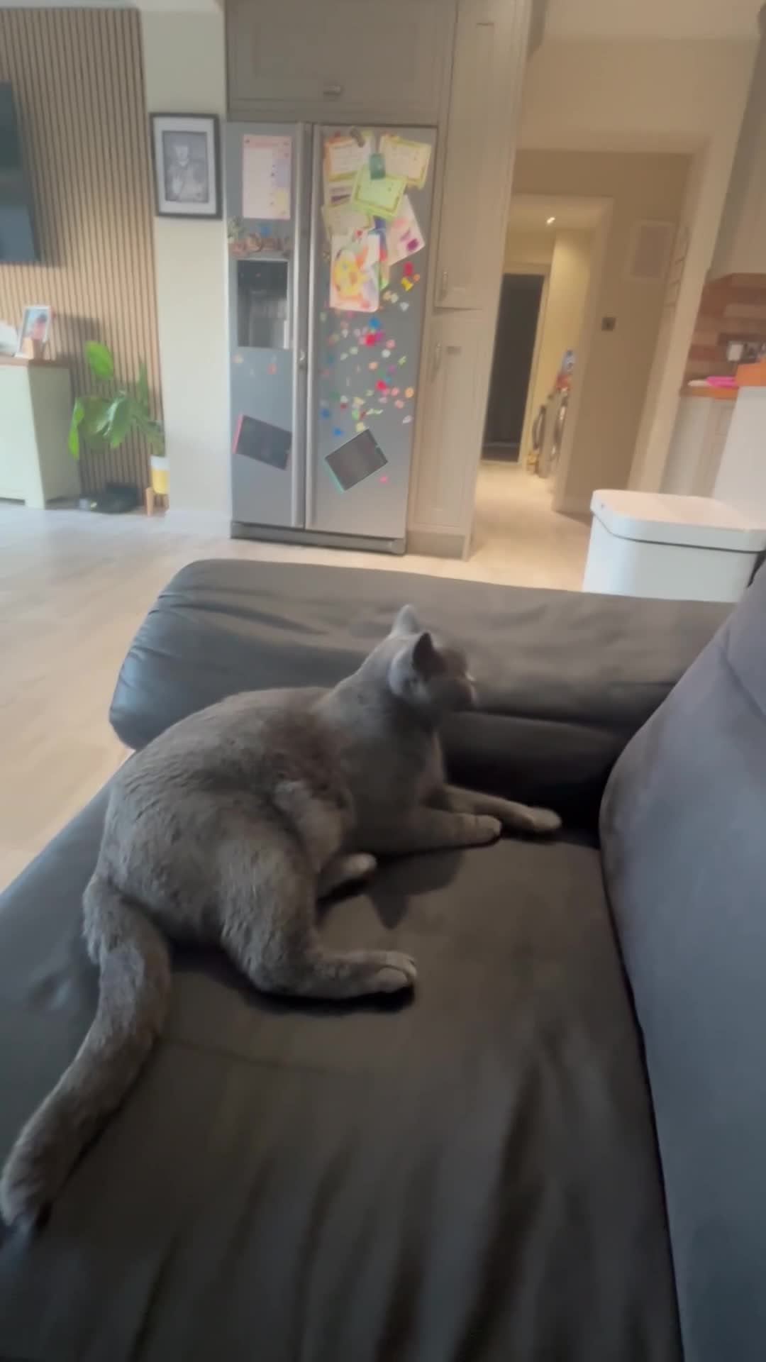 British Shorthair cats for sale: 💜Active GCCF reg BSH blue female 2yrs old💜 - Video 1