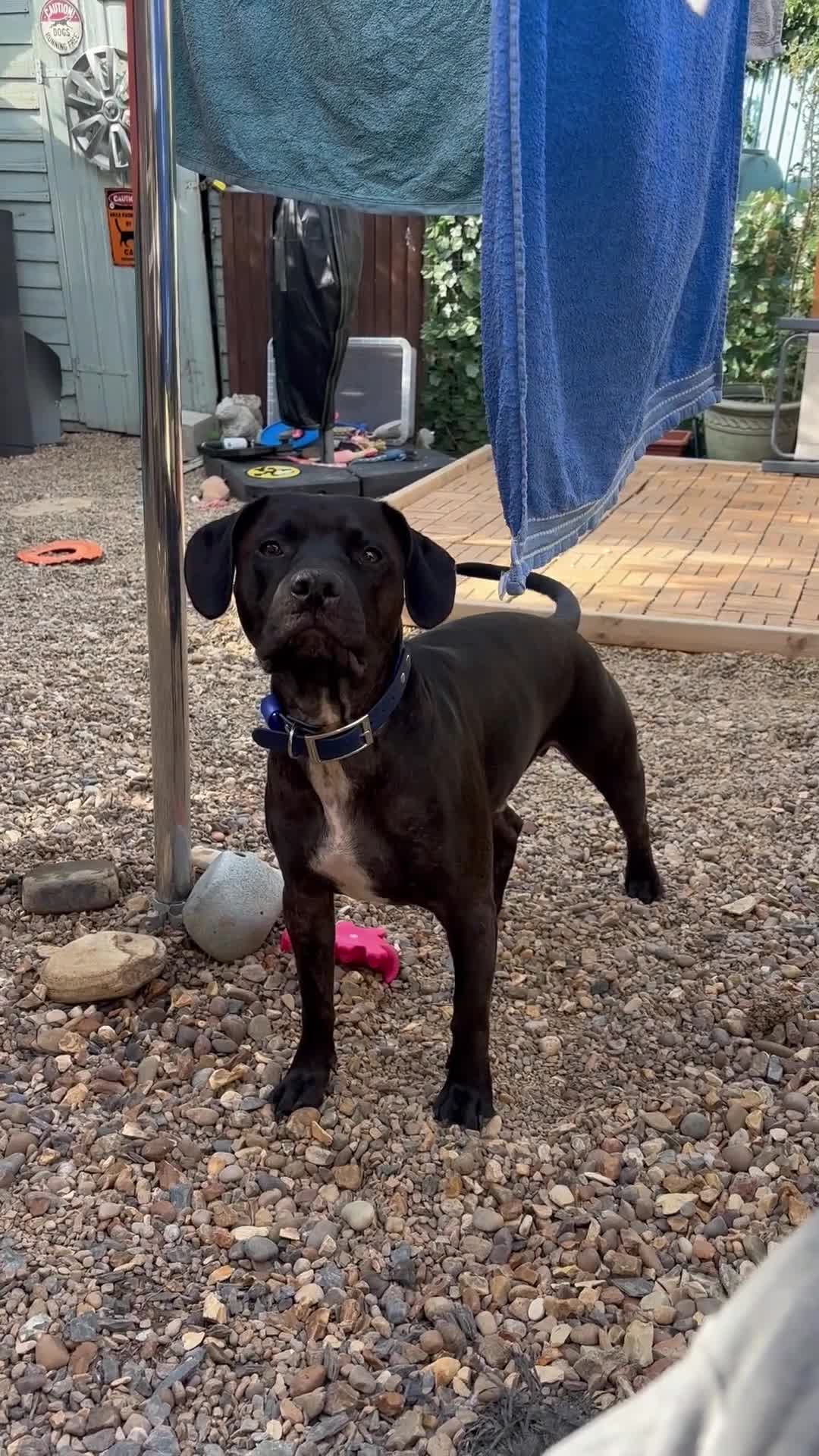 Mixed Breed dogs for sale: Staffy x for rehome ‼️ - Video 1
