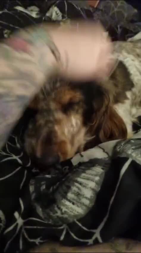 Cocker Spaniel dogs for sale: Loving, loyal and adventurous cocker  - Video 1