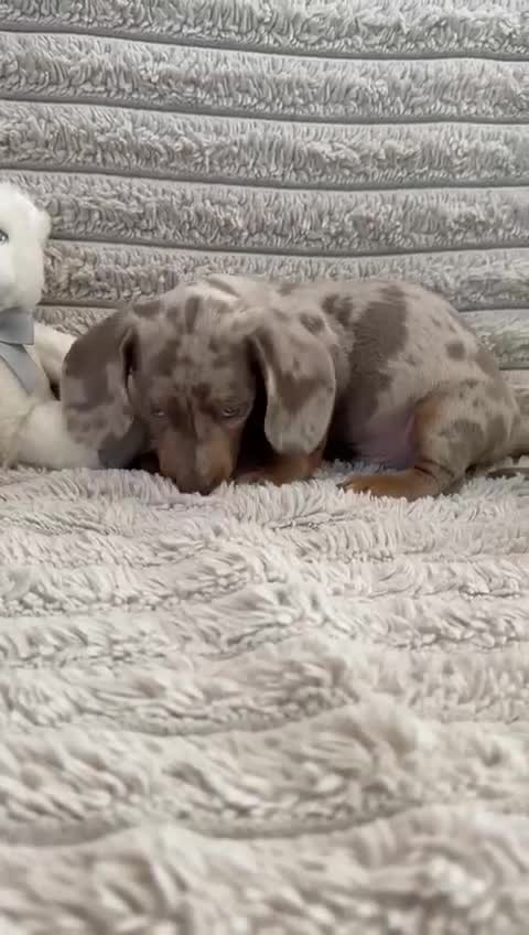 Miniature Dachshund dogs for sale: Quality miniature dachshunds 🏡🔥 - Video 1