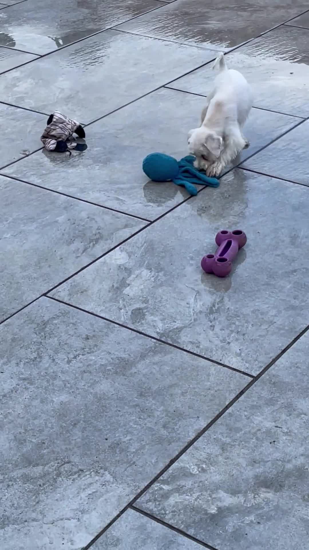 Miniature Schnauzer dogs for sale: Miniature Schnauzer puppy  - Video 2