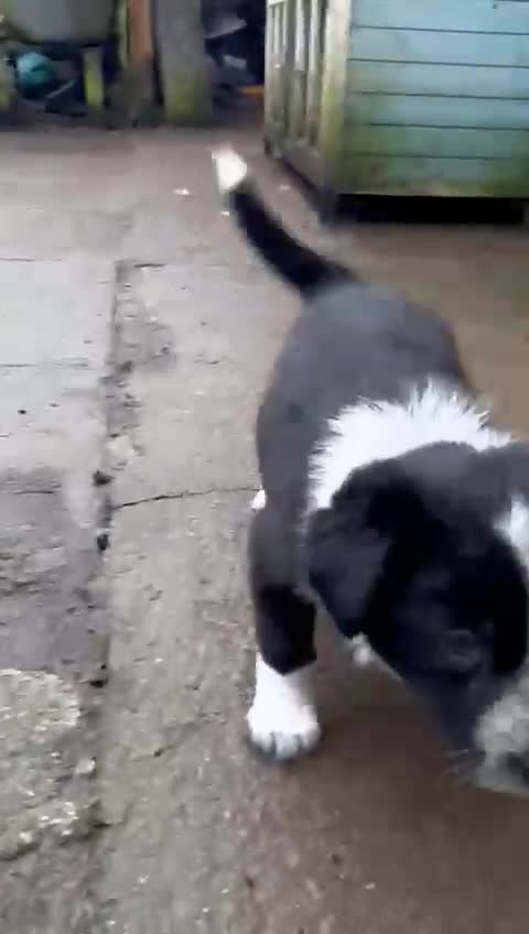 Border Collie dogs for sale: Two Border collie bitch puppies for sale  in Tenbury Wells - Video 1