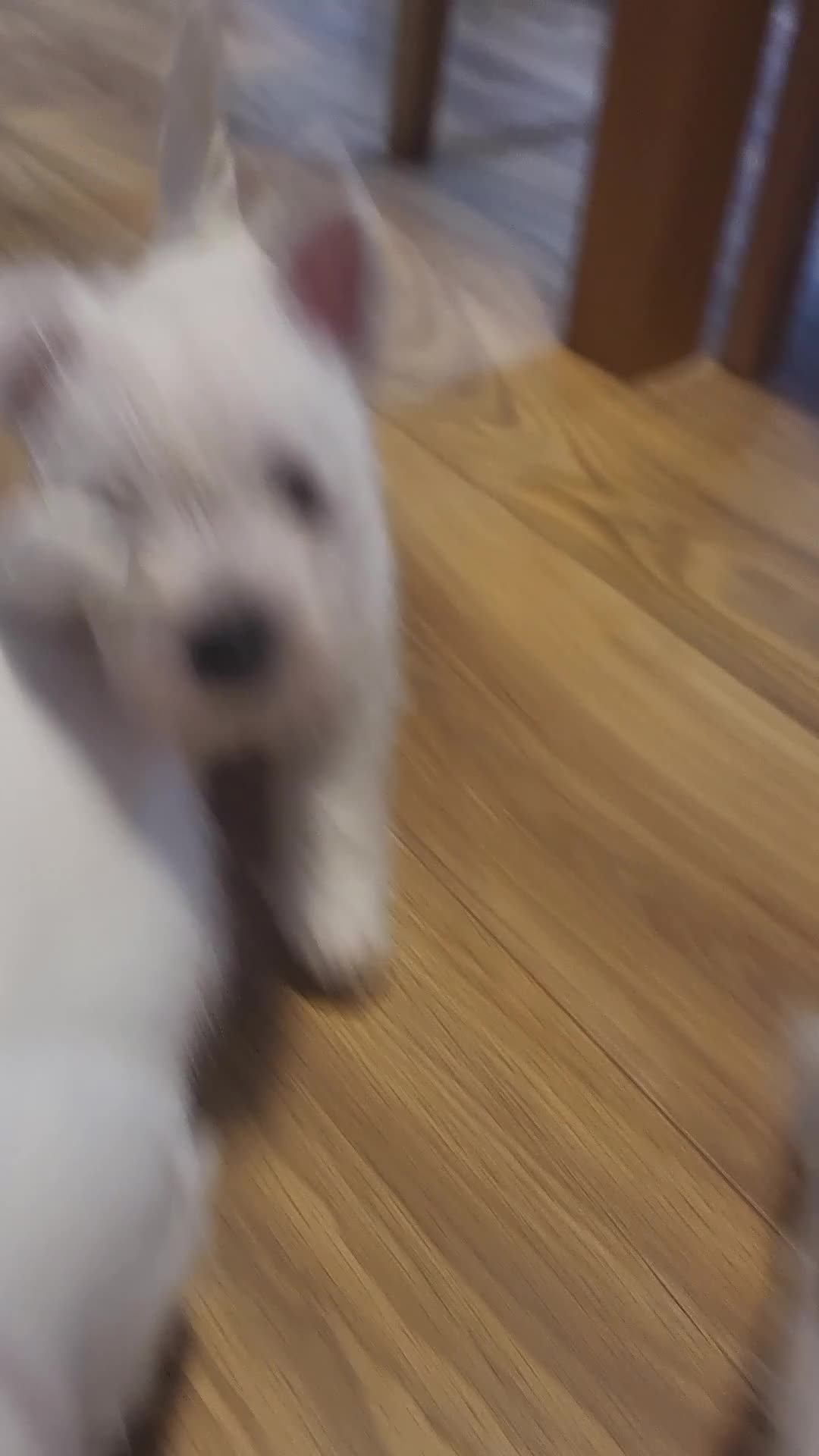 West Highland Terrier dogs for sale: Westies for sale - Video 2