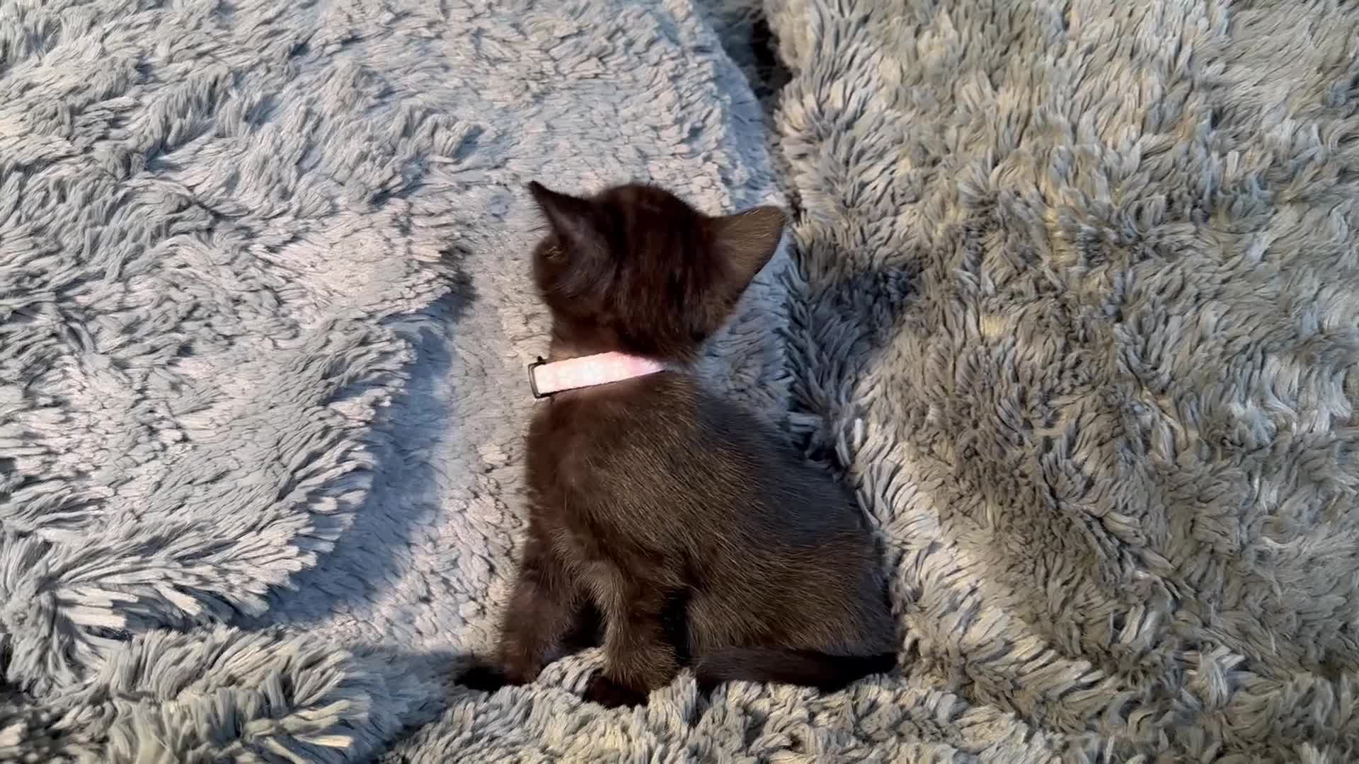 Mixed Breed cats for sale: 4 stunning kittens in Stanley - Video 3