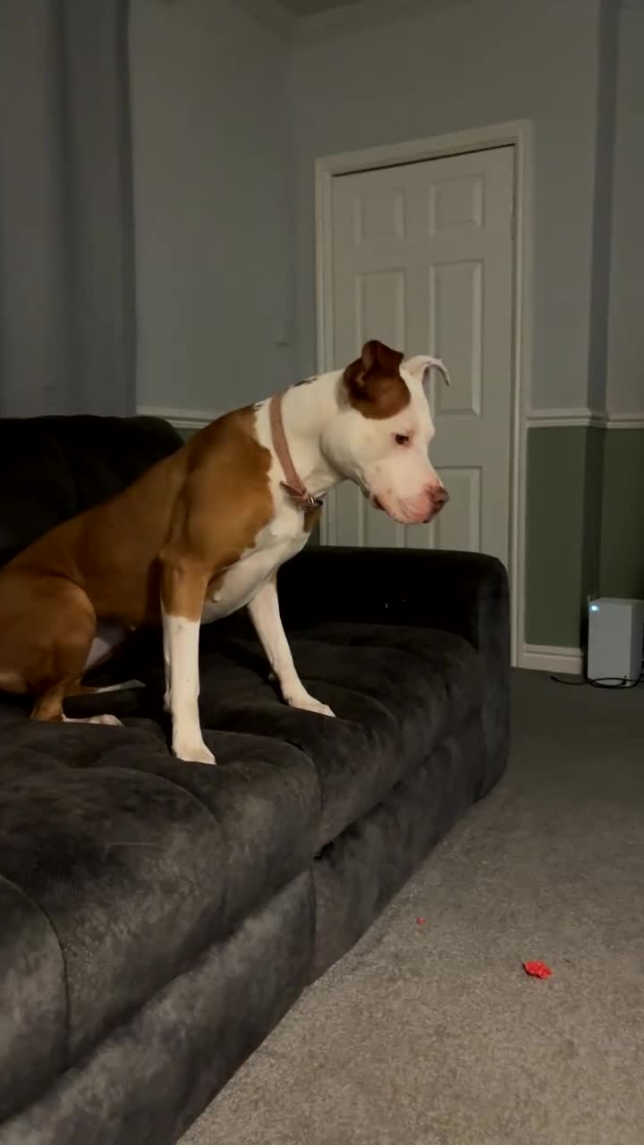 Mixed Breed dogs for sale: Athena  in Pontefract - Video 2