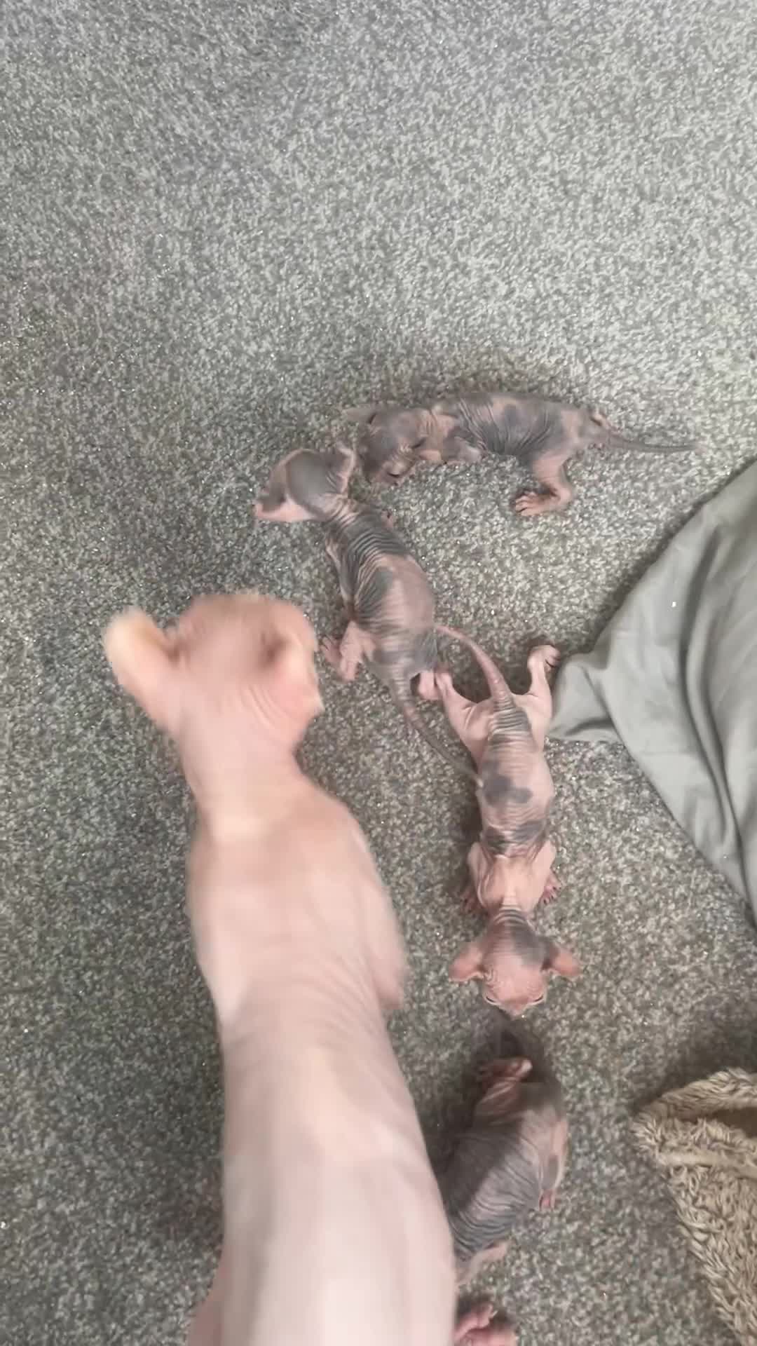 Sphynx cats for sale: 4 elf’s for sale - Video 1