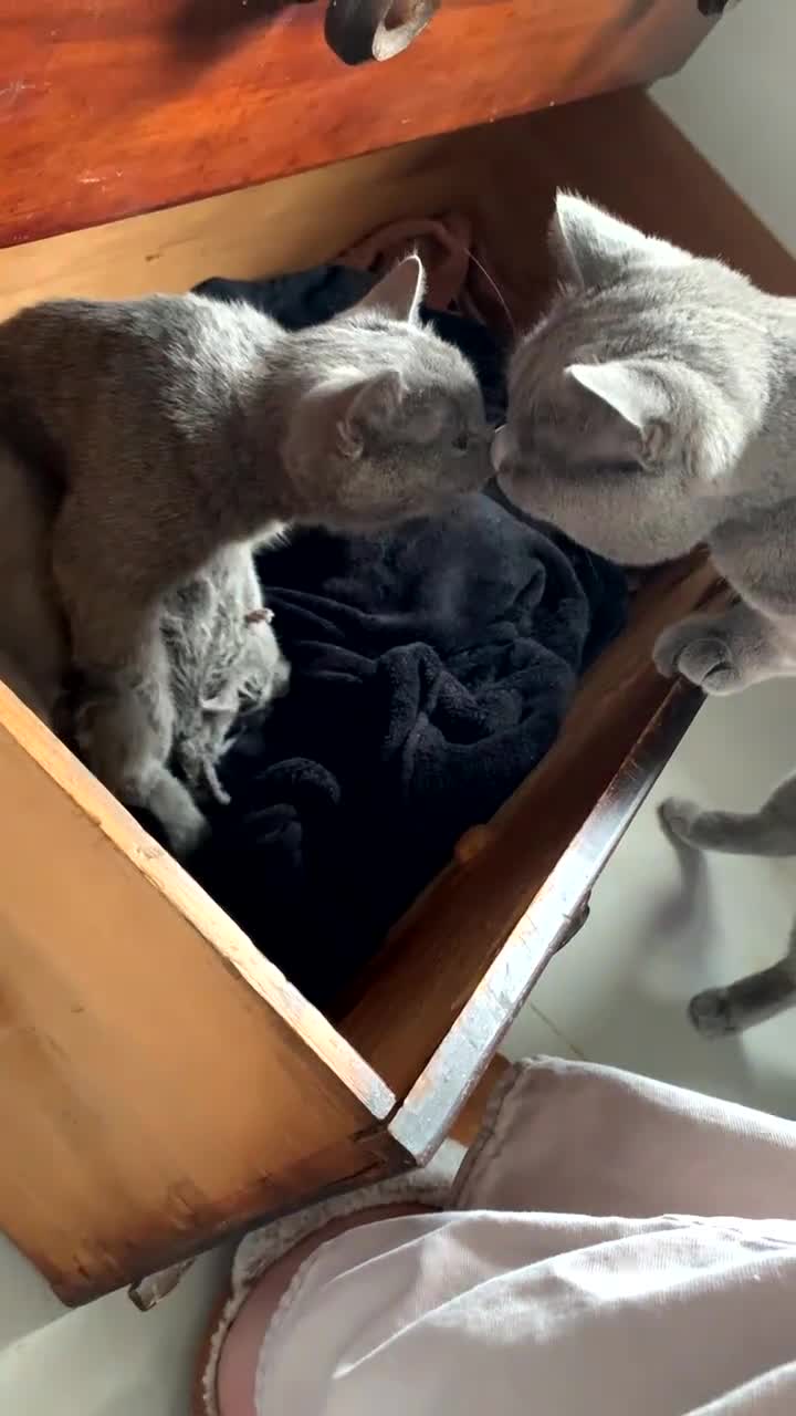 British Shorthair cats for sale: British shorthair - Video 1