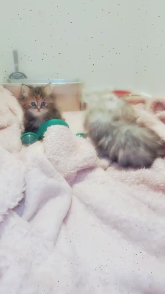 Ragdoll cats for sale: 🐾Fluffy Little Dreamers Are Here!🐈 - Video 1