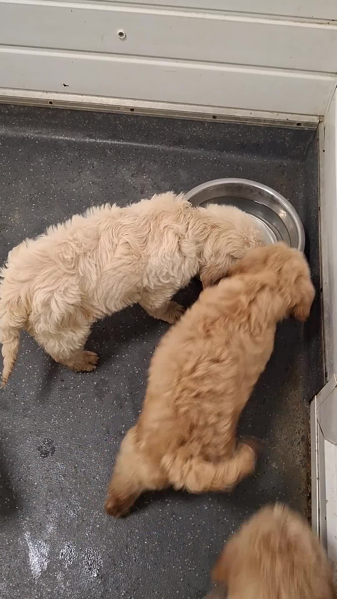 Goldendoodle dogs for sale: F1 Goldendoodle's - Video 1