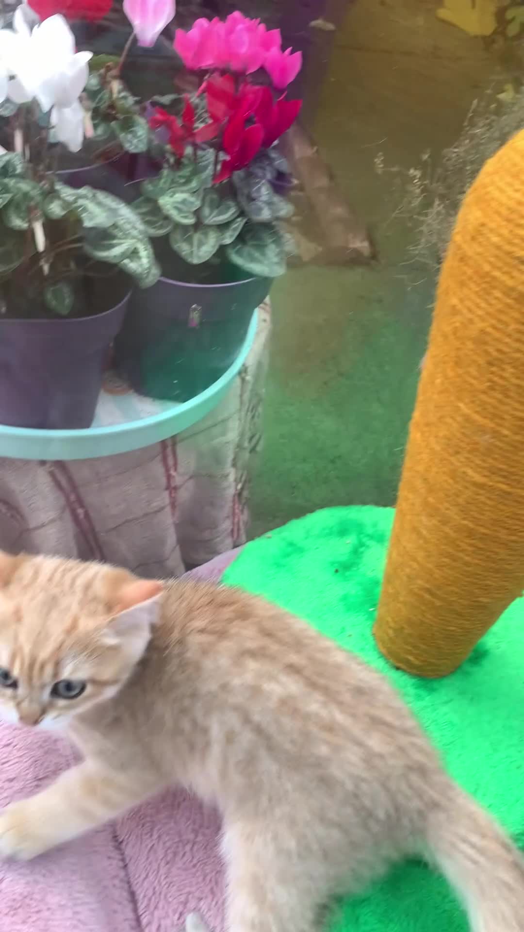 British Shorthair cats for sale: GCCFreg shampion parents  BSH  golden chinchilla   - Video 5