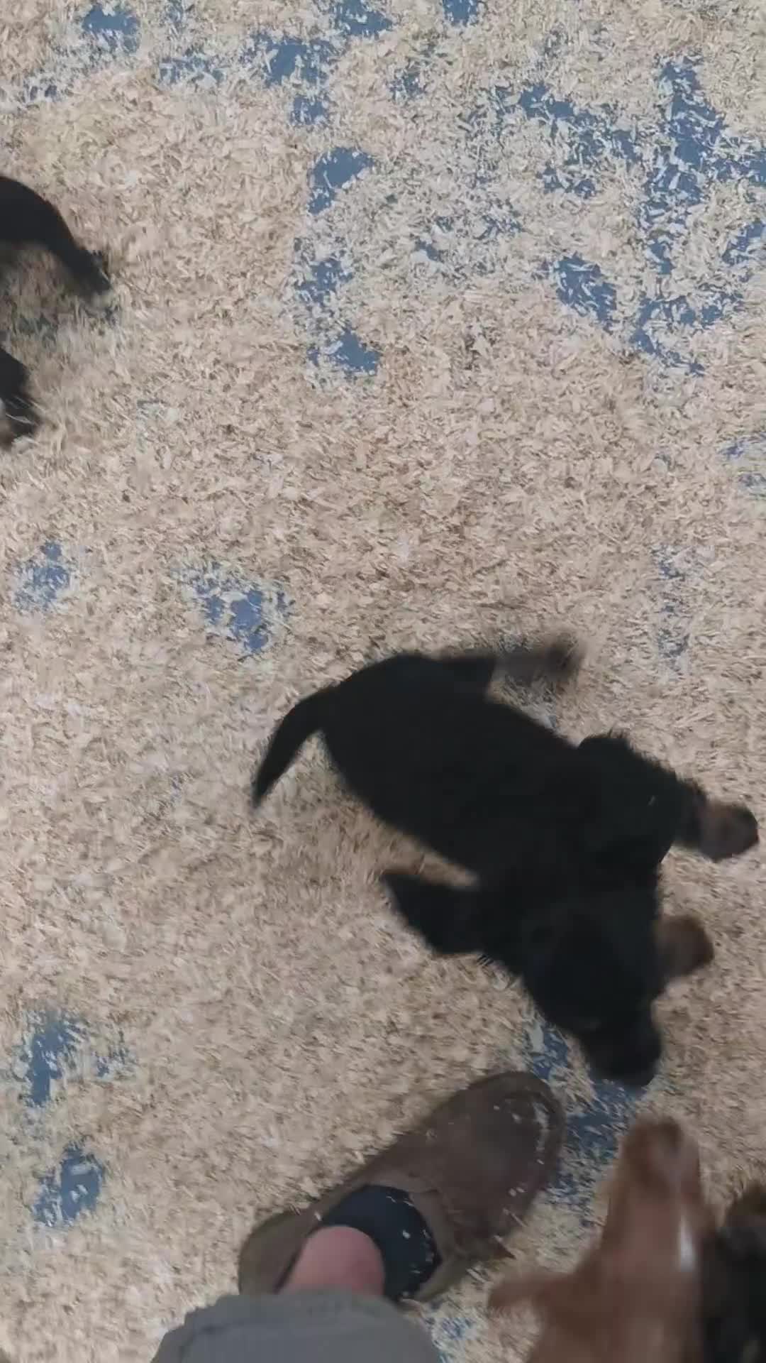 Cocker Spaniel dogs for sale: beautiful tri coloured working cocker spaniels  - Video 1