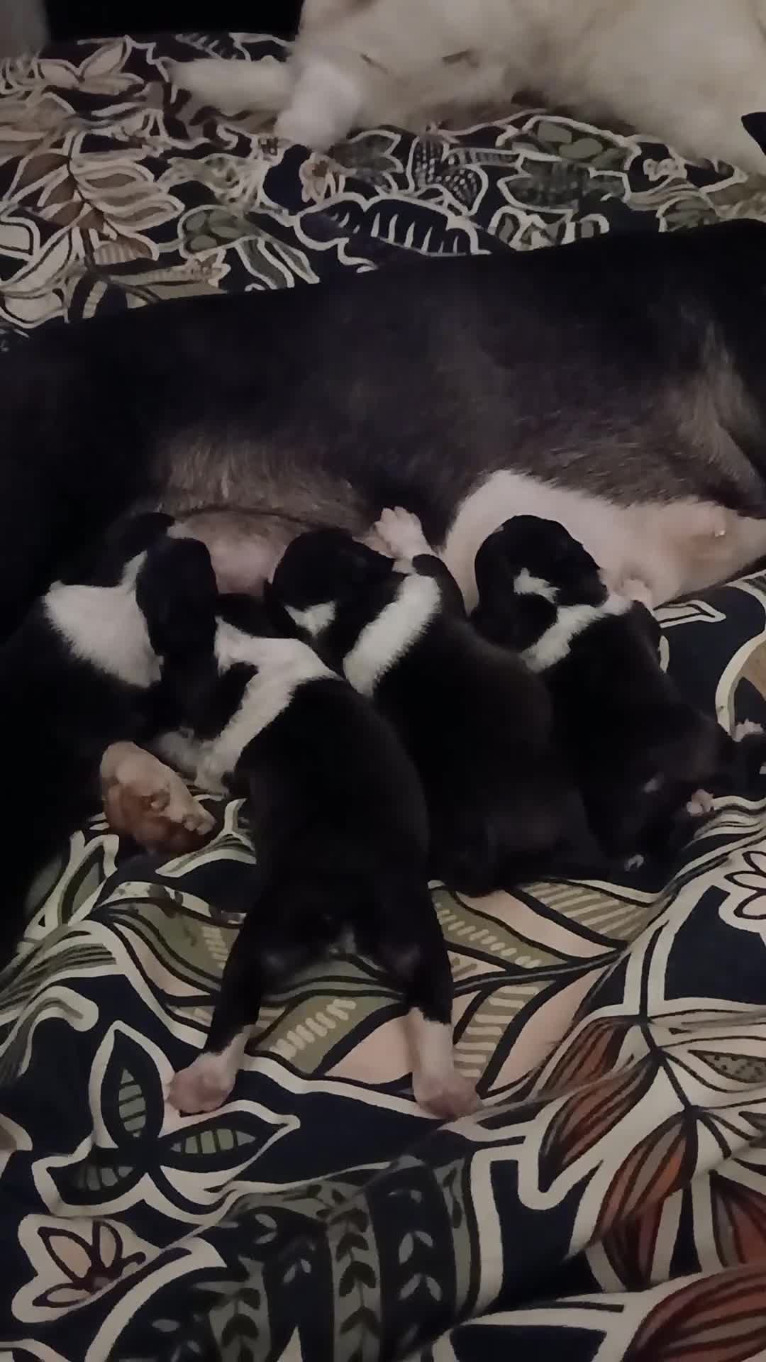 Boston Terrier dogs for sale: Boston Terrier puppies JHC4 hereditary free - Video 3