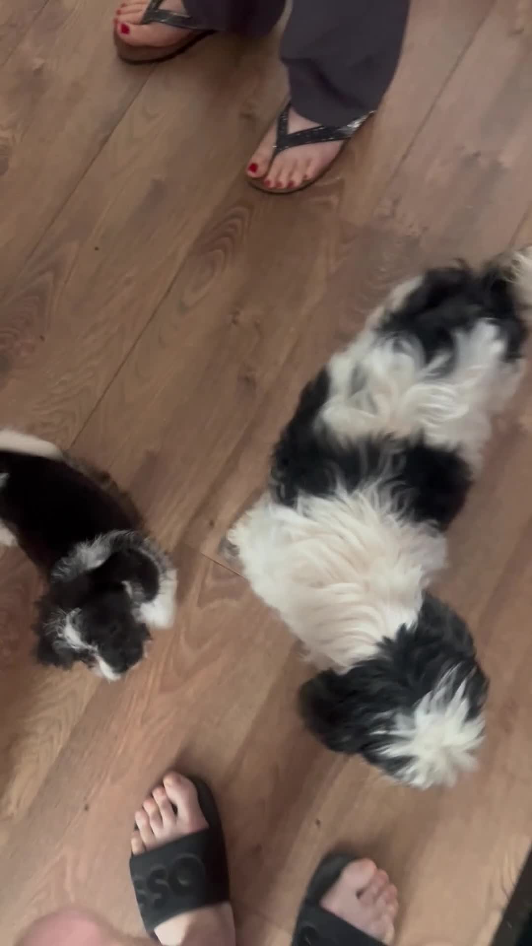 Shih Tzu dogs for sale: 10 week old male black & white shih tzu puppy  - Video 1