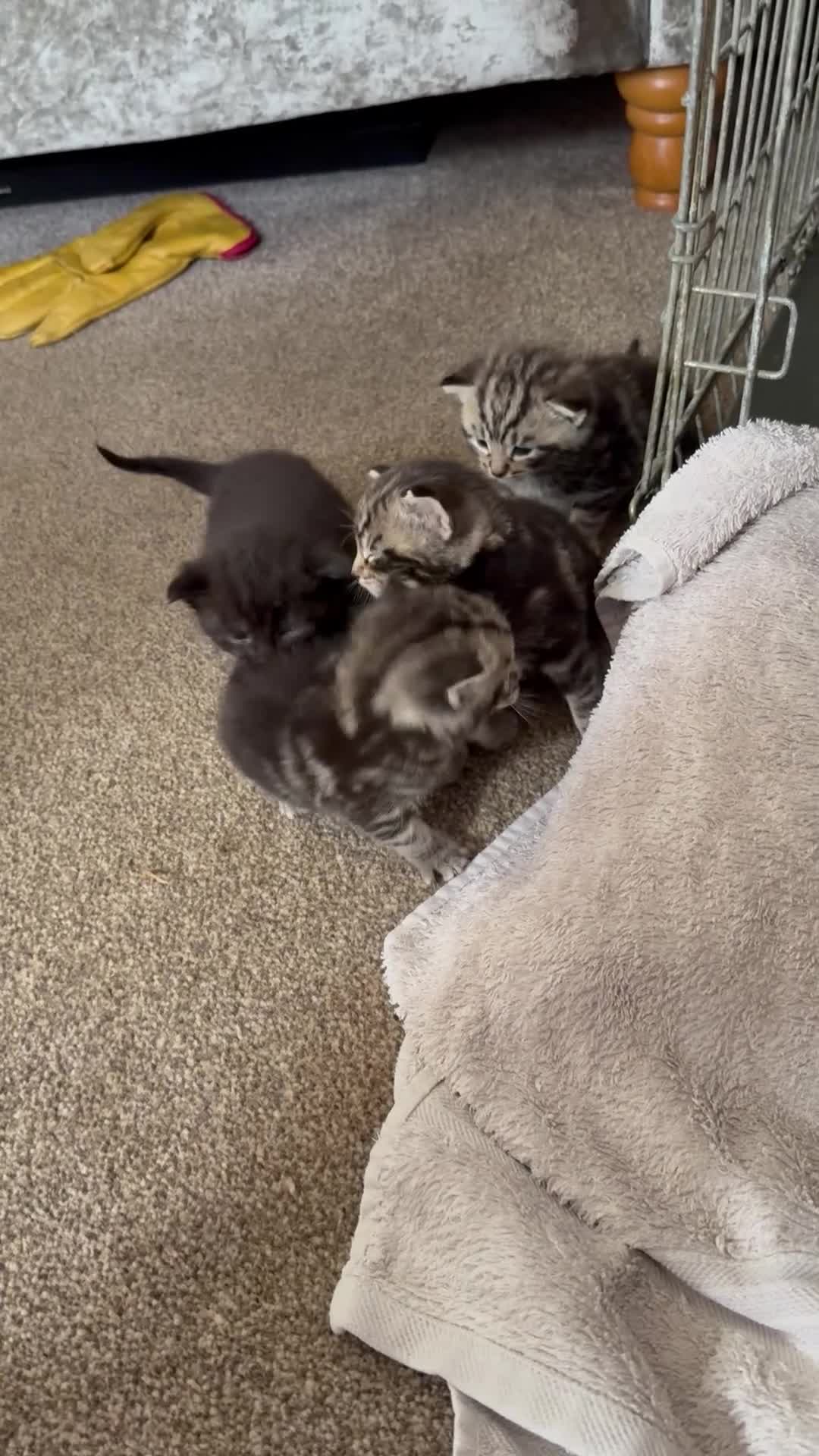 Mixed Breed cats for sale: Beautiful kittens  in Braintree - Video 1