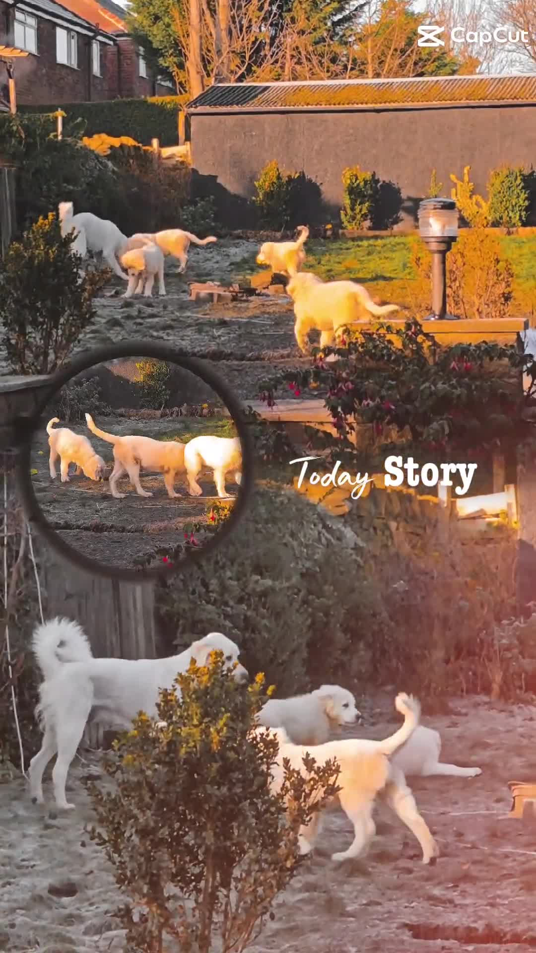 Pyrenean Sheepdog dogs for sale: Tatra Shepherd/Owczarek Podhalański (negotiable*) - Video 1