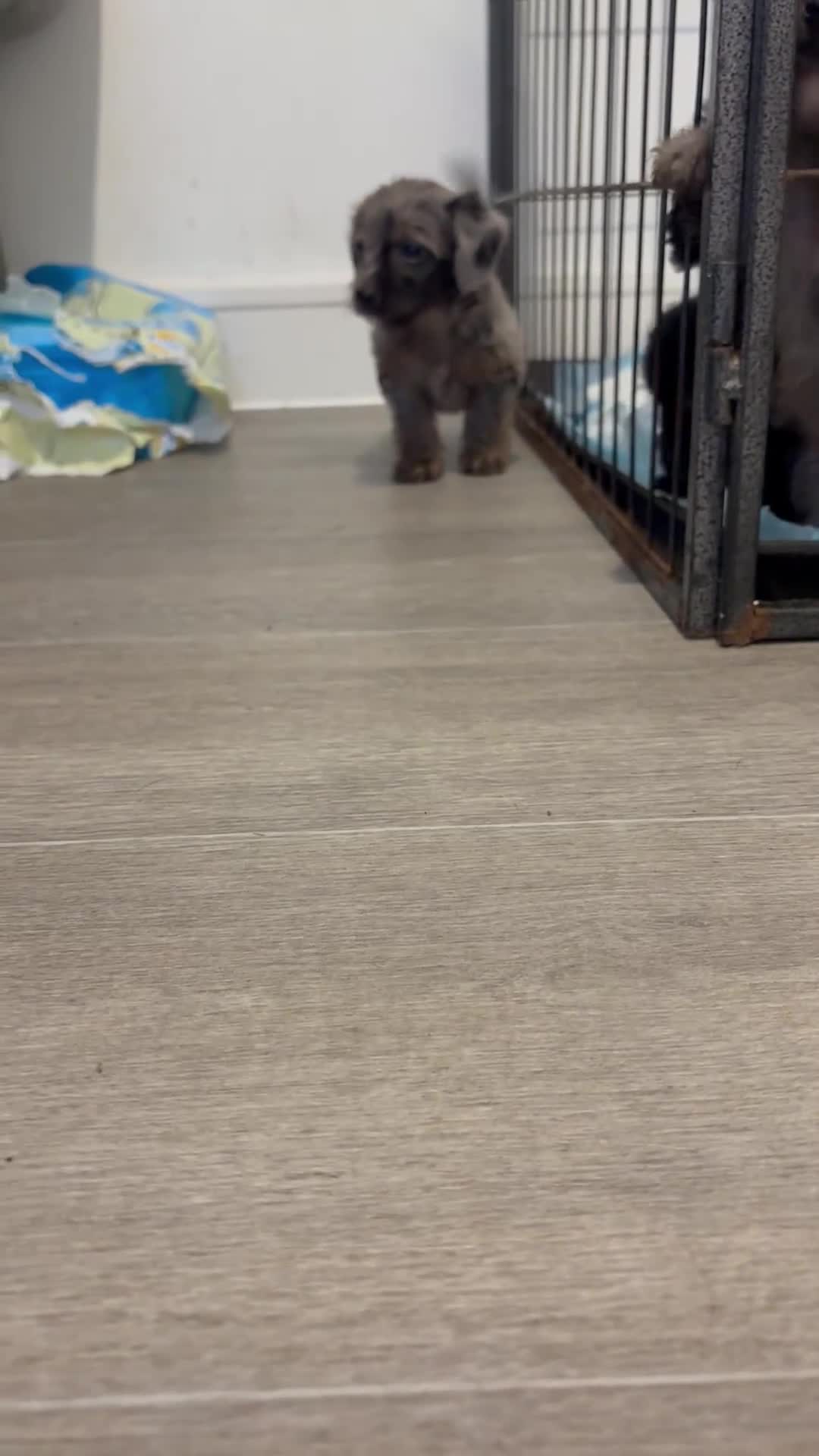 Jackapoo dogs for sale: Beautiful jackapoo’s  - Video 5