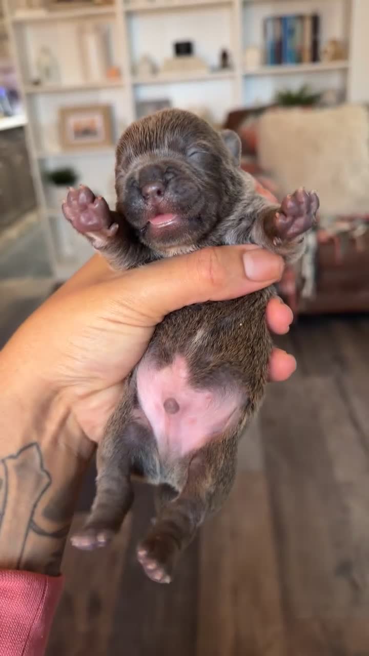 Chow Chow dogs for sale: French chows  - Video 1